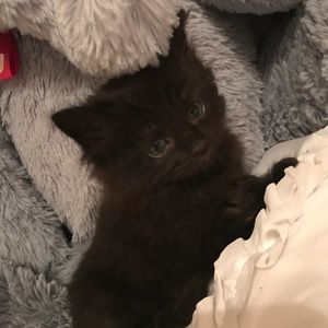 Meet your Posher, Joey